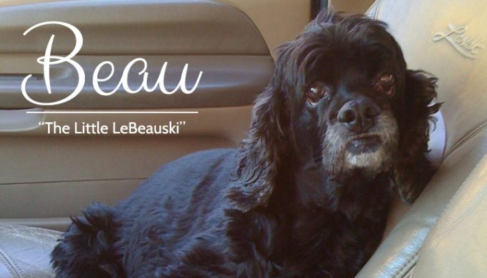 Beau - Black Rescued Cocker Spaniel