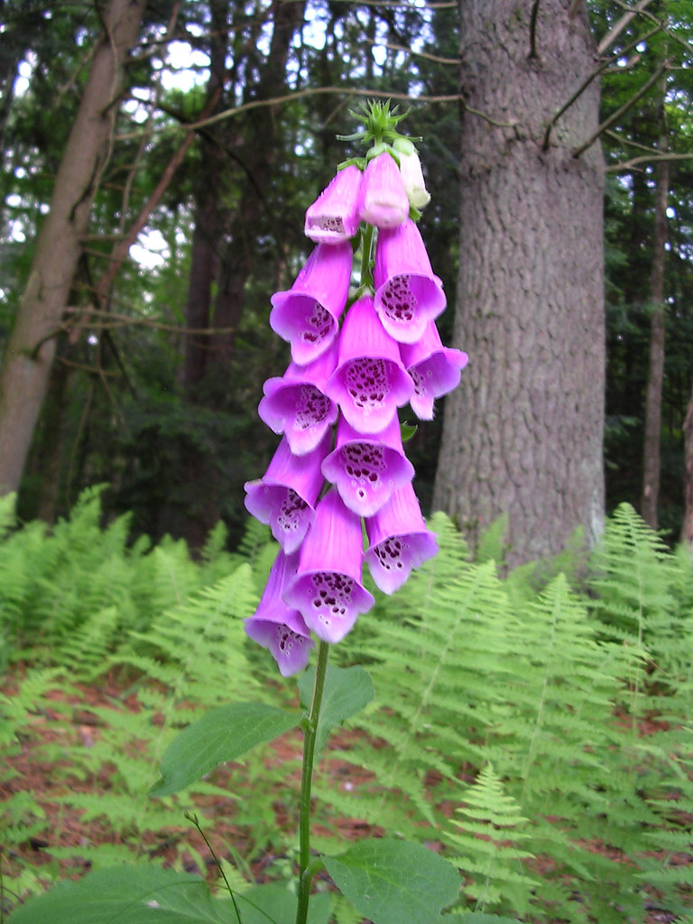 Purple Foxgloves at the state park up the road.