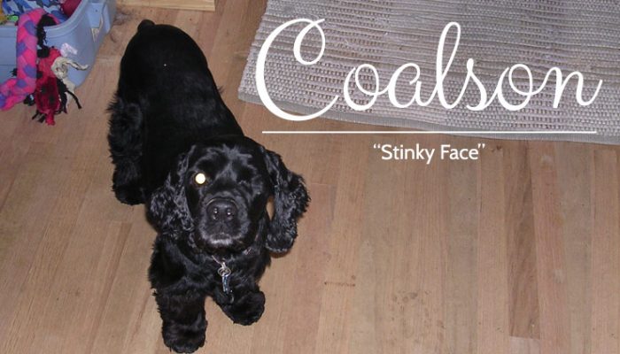 Coalson - Black Rescued Cocker Spaniel