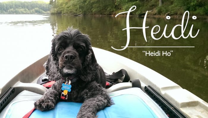 Heidi - Blue Rhone Rescued Cocker Spaniel