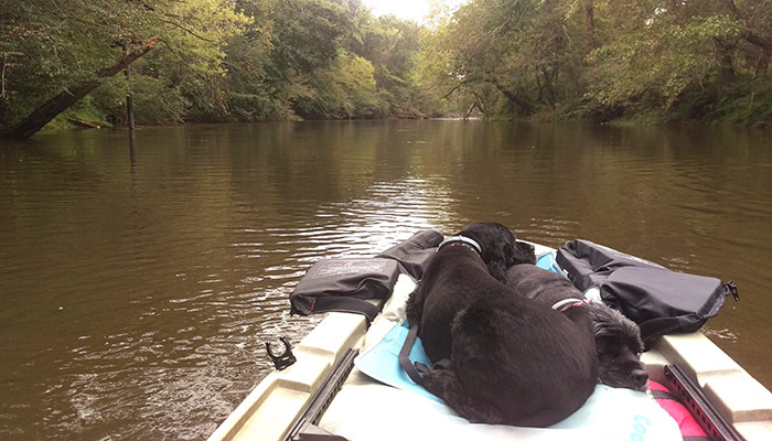 Putting In At The Neuse River For A Day Of Kayaking. The Dogs Watch Derek Lead The Way.