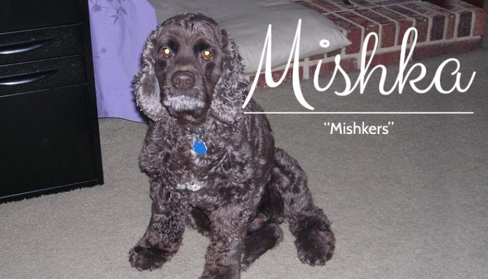 Mishka - Chocolate Cocker Spaniel