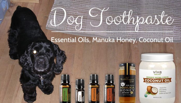 Essential Oils, Manuka Honey, Coconut Oil To Make Dog Toothpaste