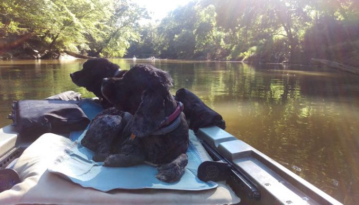 2 Cocker Spaniels On An Ascend Kayak Going Down The Neuse River