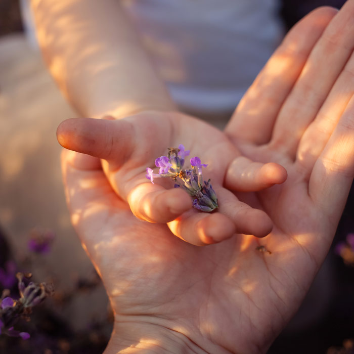 Photo of a woman and baby's hands holding lavender